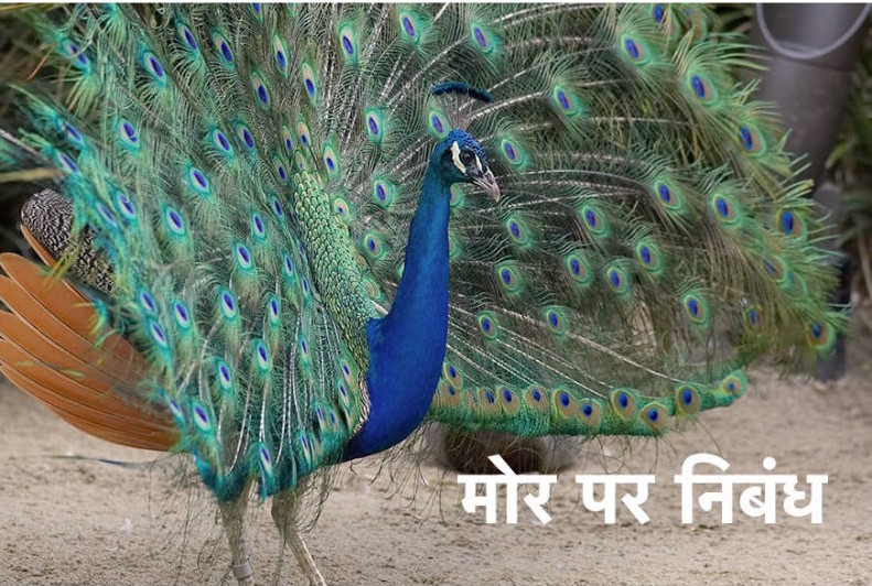 Essay on Peacock in Hindi