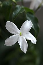 Flowers Name in Hindi फूलों के नाम हिंदी और इंग्लिश में। 1