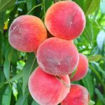 Fruits Name in Hindi & English सारे फलों के नाम 6